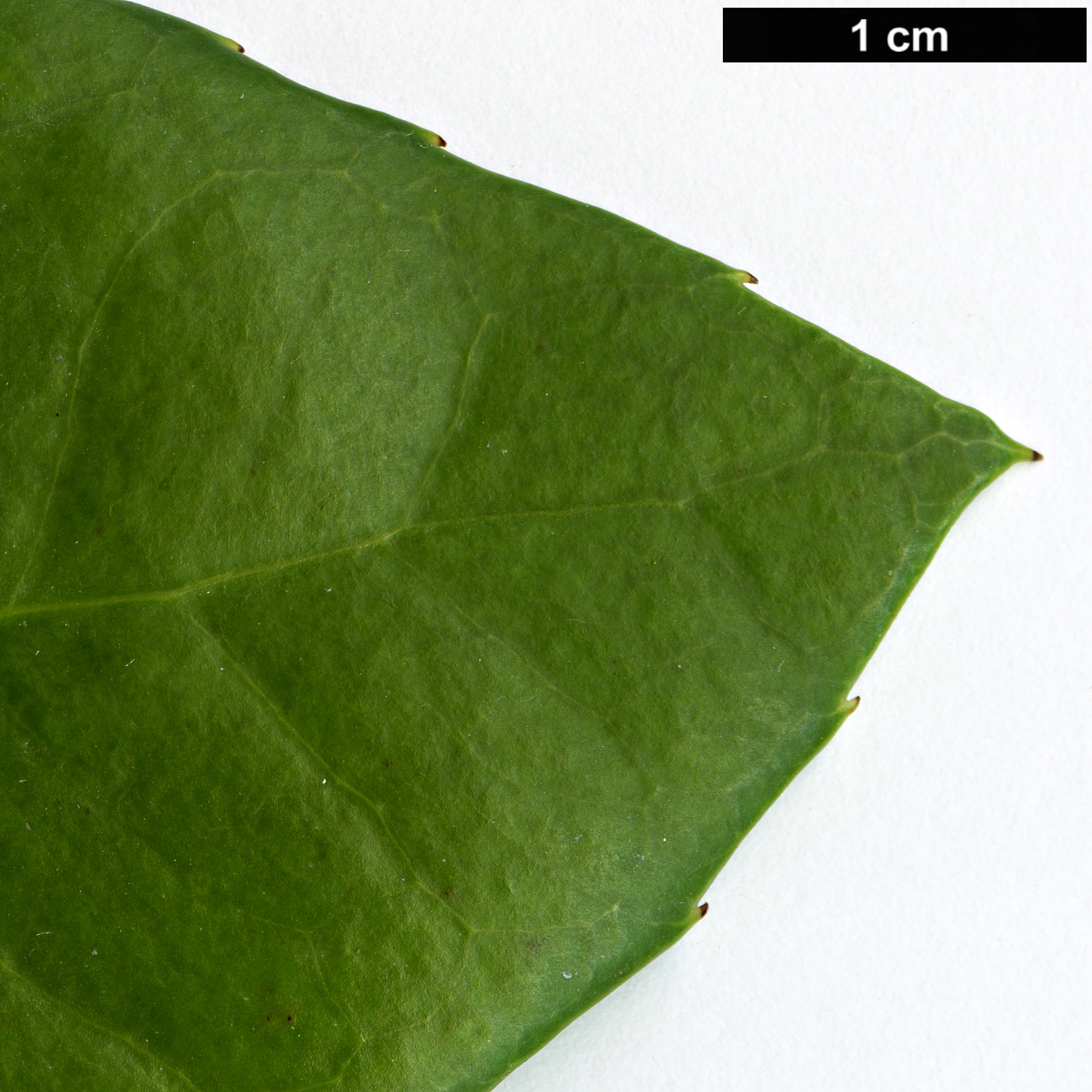 High resolution image: Family: Celastraceae - Genus: Elaeodendron - Taxon: croceum